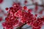 Dcim5818/DSC_0239