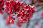 Dcim5818/DSC_0243