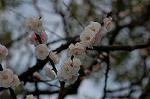 Dcim5818/DSC_0267