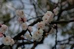 Dcim5818/DSC_0268