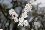 Dcim5819/DSC_0279