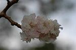 Dcim5819/DSC_0282