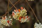 Dcim5819/DSC_0375