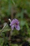 Dcim5834/DSC_0420