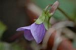 Dcim5834/DSC_0438
