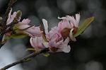 Dcim5834/DSC_0502
