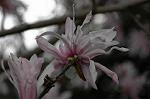 Dcim5834/DSC_0509