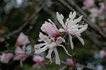 Dcim5834/DSC_0513