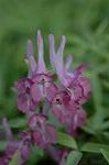 Dcim5835/DSC_0540