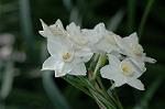 Dcim5835/DSC_0559
