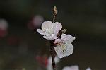 Dcim5835/DSC_0572