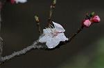 Dcim5835/DSC_0573