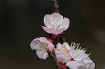 Dcim5835/DSC_0578