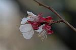 Dcim5835/DSC_0583