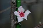 Dcim5835/DSC_0591