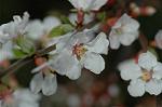 Dcim5835/DSC_0604