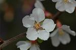 Dcim5835/DSC_0605