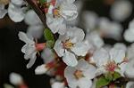 Dcim5835/DSC_0614