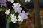 Dcim5836/DSC_0707