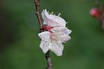 Dcim5837/DSC_0824