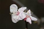 Dcim5837/DSC_0827