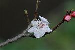 Dcim5837/DSC_0828