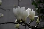 Dcim5851/DSC_5471