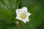 Dcim5874/DSC_2215