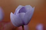 Dcim5874/DSC_2232