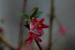 Dcim5874/DSC_2277