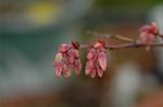 Dcim5874/DSC_2334