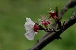 Dcim5874/DSC_2336