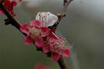 Dcim5874/DSC_2339