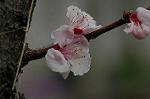 Dcim5874/DSC_2342