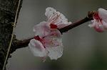 Dcim5875/DSC_2345