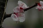 Dcim5875/DSC_2346