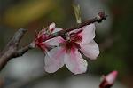 Dcim5875/DSC_2349