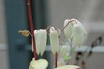 Dcim5875/DSC_2450