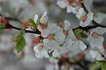 Dcim5875/DSC_2472