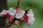 Dcim5875/DSC_2480