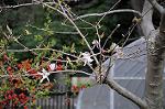 Dcim5876/DSC_7931