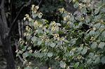 Dcim5876/DSC_7967