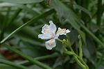 Dcim5877/DSC_2493