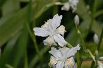 Dcim5877/DSC_2507