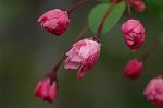 Dcim5877/DSC_2516