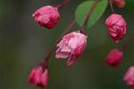 Dcim5877/DSC_2517