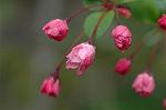 Dcim5877/DSC_2520
