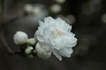 Dcim5877/DSC_2543