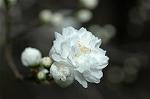 Dcim5877/DSC_2546
