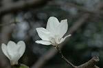 Dcim5877/DSC_2562
